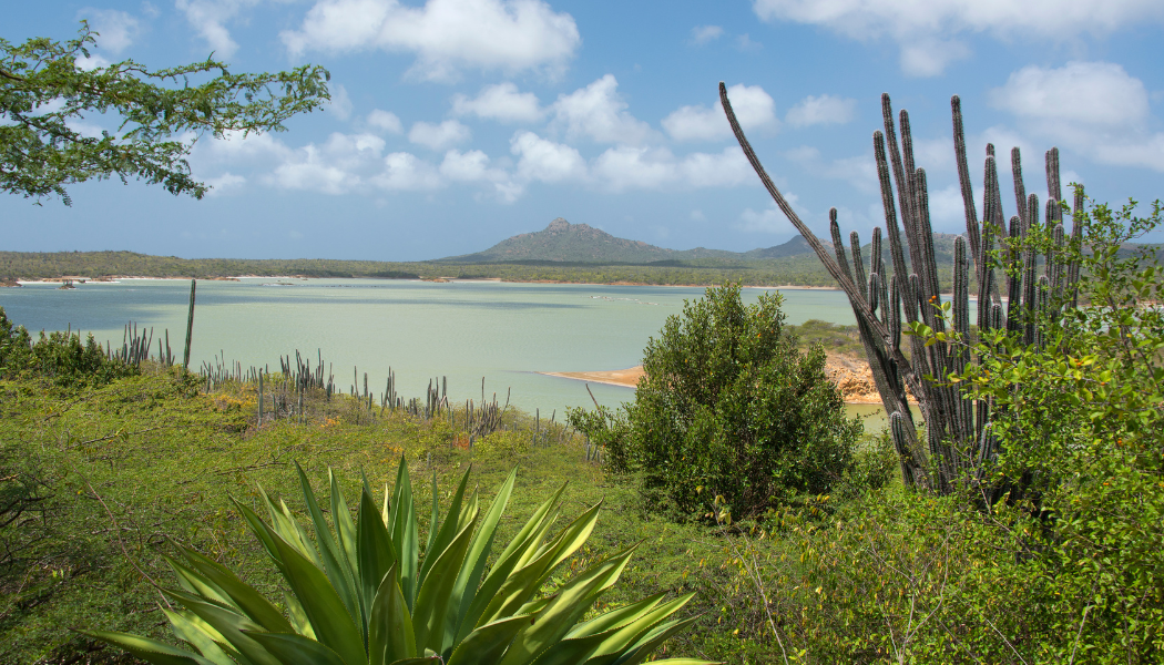 Bonaire Nature Tours