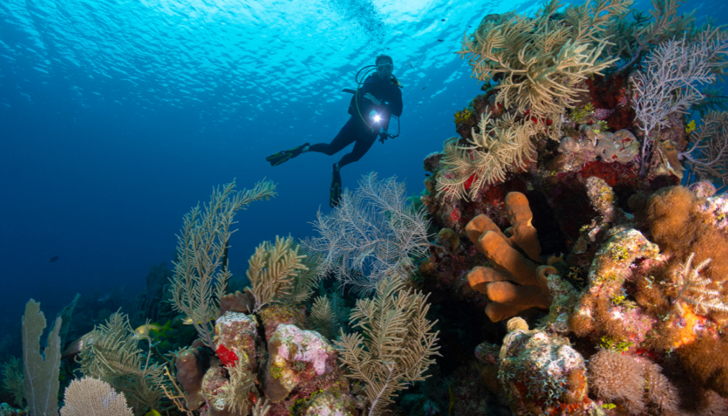 Cayman Islands Diving Tours