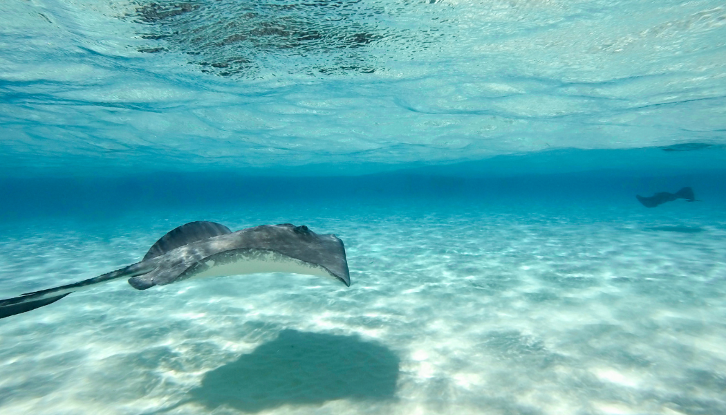 Cayman Islands Stingray Tours