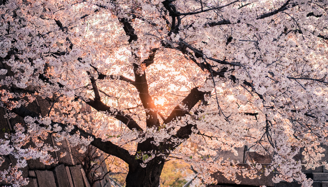How to Experience Japan's Cherry Blossom Season Like a Local