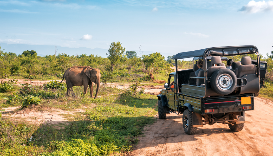 When to Go on Safari in Africa: Month-by-Month Guide