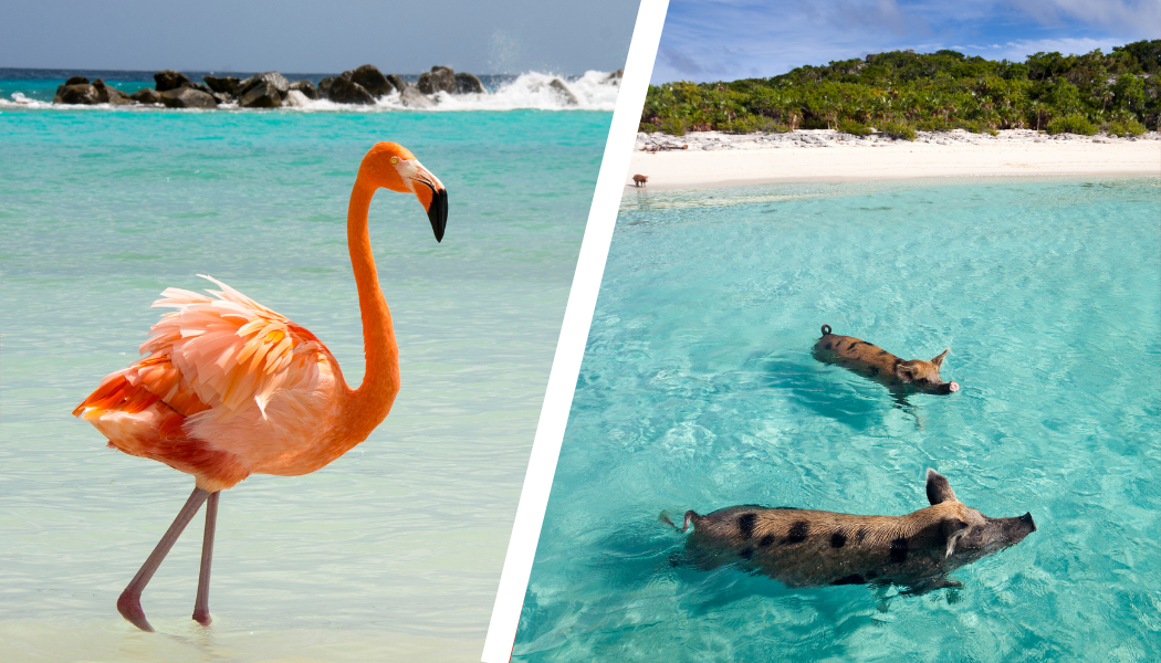 Aruba vs Exuma: Which Caribbean Island Fits Your Style?