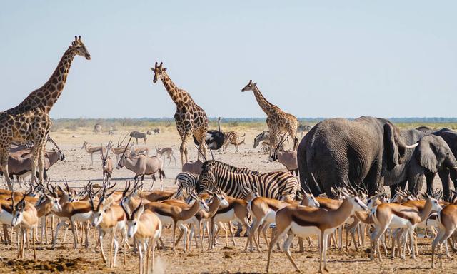Etosha National Park